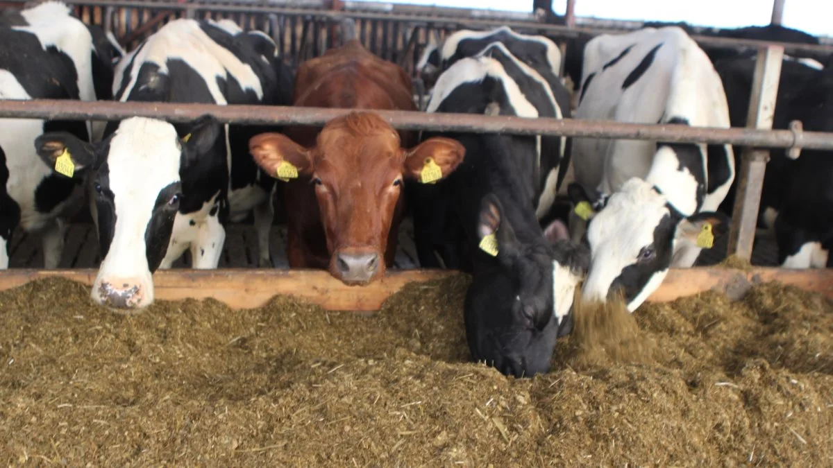 De danske malkeracer er økonomisk ligeværdige, konkluderer Seges, der dog ser en tendens til, at RDM taber terræn til Holstein. Arkivfoto