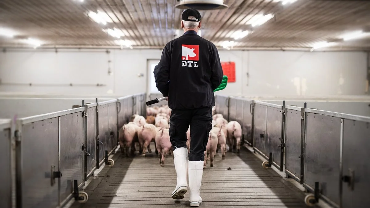 Trods et 2020 med fald i efterspørgslen på smågrise, tror man i DTL A/S på opblomstring i 2021 og frem. Foto: DTL