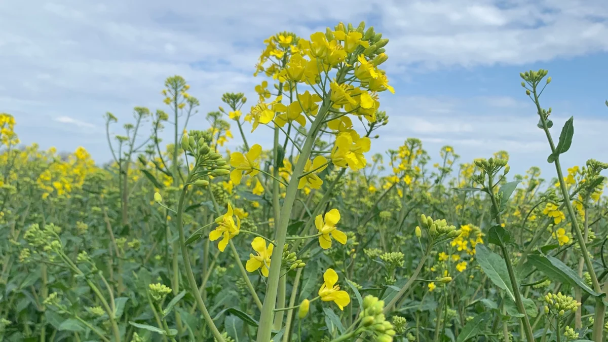 Når 50 procent af hovedskuddet er i blomst (stadie 65) opnås den bedste forebyggende effekt mod knoldbægersvamp. En eventuel opfølgende svampebekæmpelse skal placeres cirka 14 dage efter og har samtidig effekt mod gråskimmel og skulpesvamp. Fotos: Nordic Seed