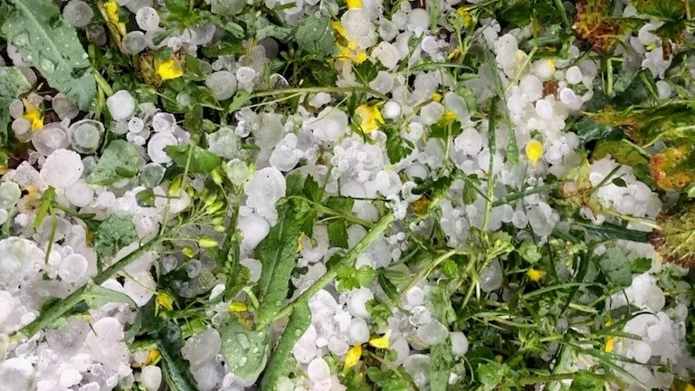 Bare fem minutter tog det, fra haglvejret begyndte og til de gule rapsplanter var uden blomst og sideskud. Fotoet er taget i søndags. Foto: Henrik Ryberg