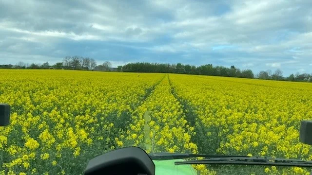 Dagen før det store haglvejr gav Anders Hansen rapsen den sidste svampesprøjtning. Som det ses på fotoet, stod rapsen flot i lørdags og var lige ved at gå i fuld blomst. Foto: Anders Hansen, Solbakken