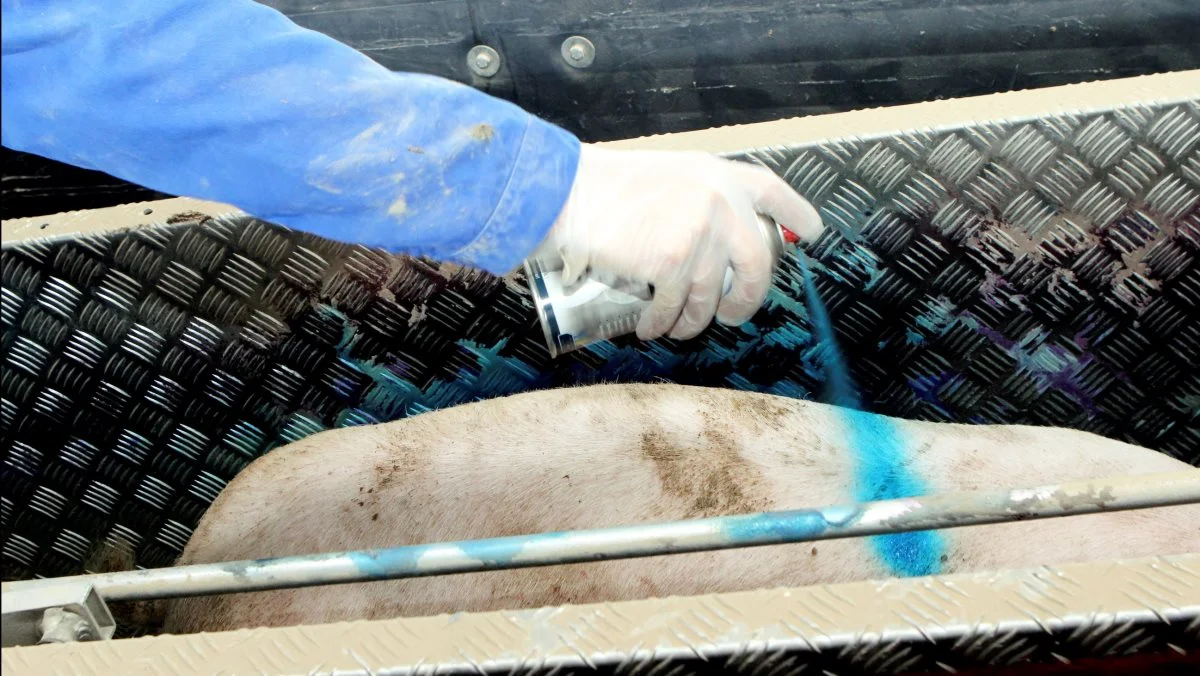 Den tyske slagtesvinenotering stiger med 8 cent til 1,54 euro pr. kg (11,47 kroner), oplyser Danske Svineproducenter. Arkivfoto