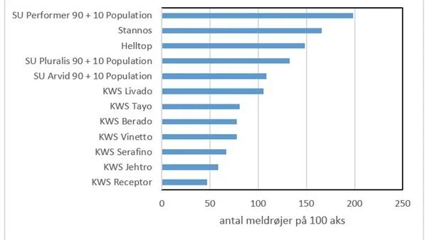Alle KWS-rugsorter ligger i Flakkebjergs afprøvning lave i antal meldrøjer pr. 100 aks. Kilde: Seges