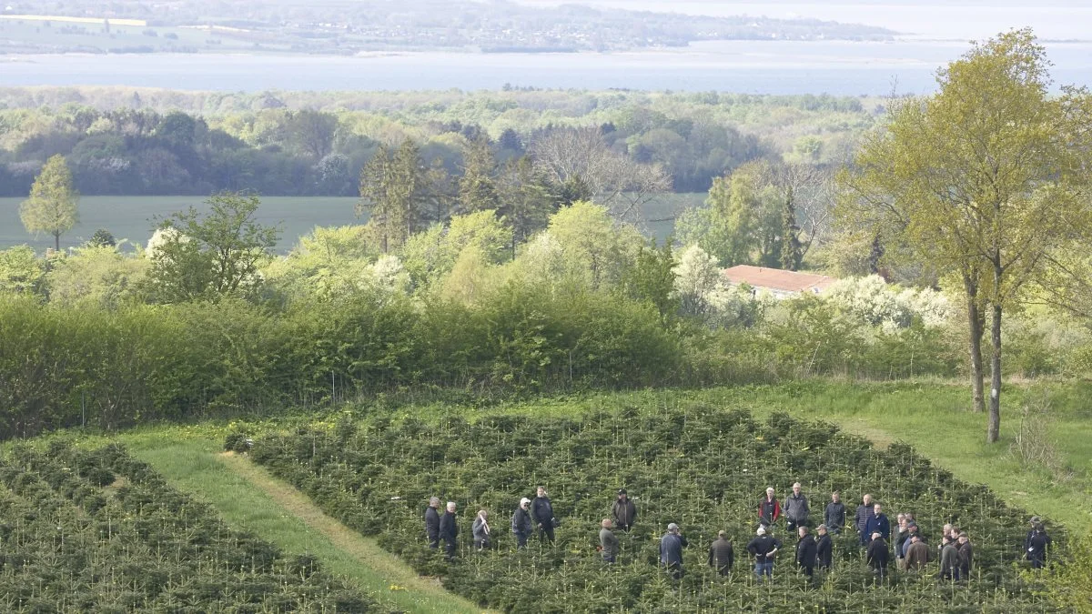 Med Lillebælt i baggrund havde Danske Juletræer arrangeret markvandring i Henrik Læssøe’s 100 hektar juletræsplantage på toppen af Svanninge Bakker. Fotos: Erik Hansen

