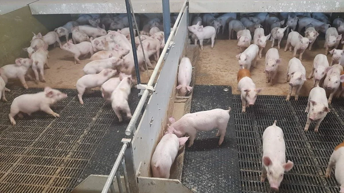 Grisene i besætningen hos Noe Agro i Lemvig bliver vådfodret gennem foderanlæg, og fodret manuelt med tørfoder fra en fodervogn to gange om dagen som et ekstra supplement, så grisene kan vælge mellem tør- og vådfoder. Fotos: AB Neo

