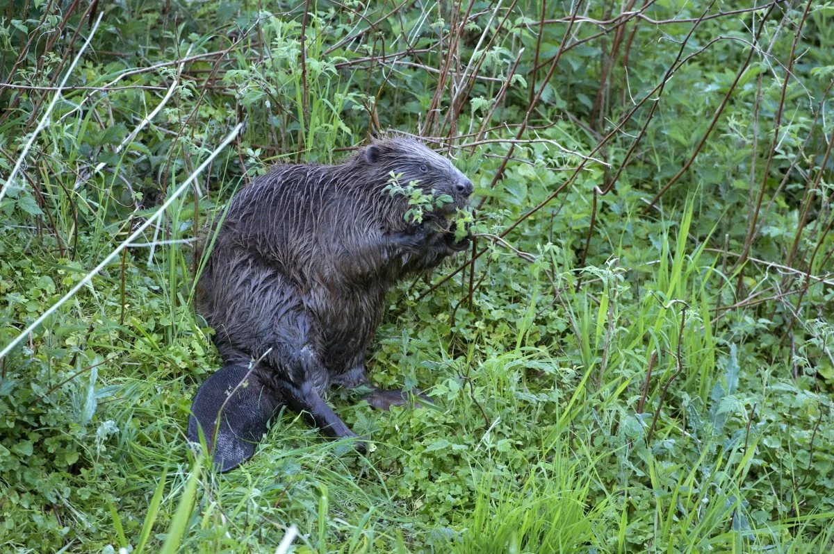 Bæveren er Europas største gnaver, der har utrolig skarpe tænder, som med lethed kan gnave selv store træer over. Foto: Lars Gejl