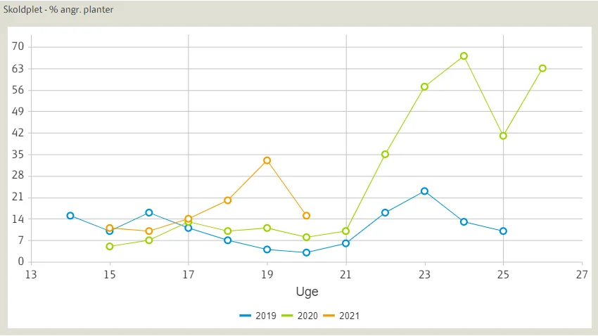 Udviklingen af skoldplet i vinterbyg i registreringsnettet i 2021 og i de to foregående år (procent angrebne planter). Der er et dyk, hvor bedømmelsen skifter fra at blive udført på hele planten til kun på de tre øverste fuldt udviklede blade. Kilde: Seges