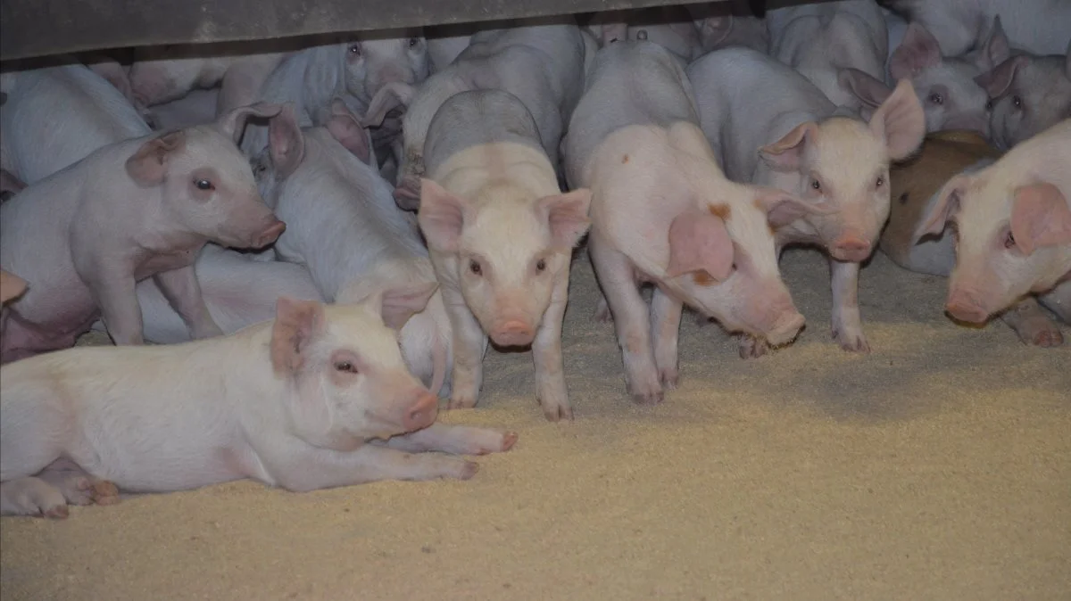 En tysk markedsekspert mener, at prisstigningen på smågrisemarkedet kunne være endnu større, hvis foderomkostningerne ikke var så høje. Det skriver Danske Svineproducenter.
