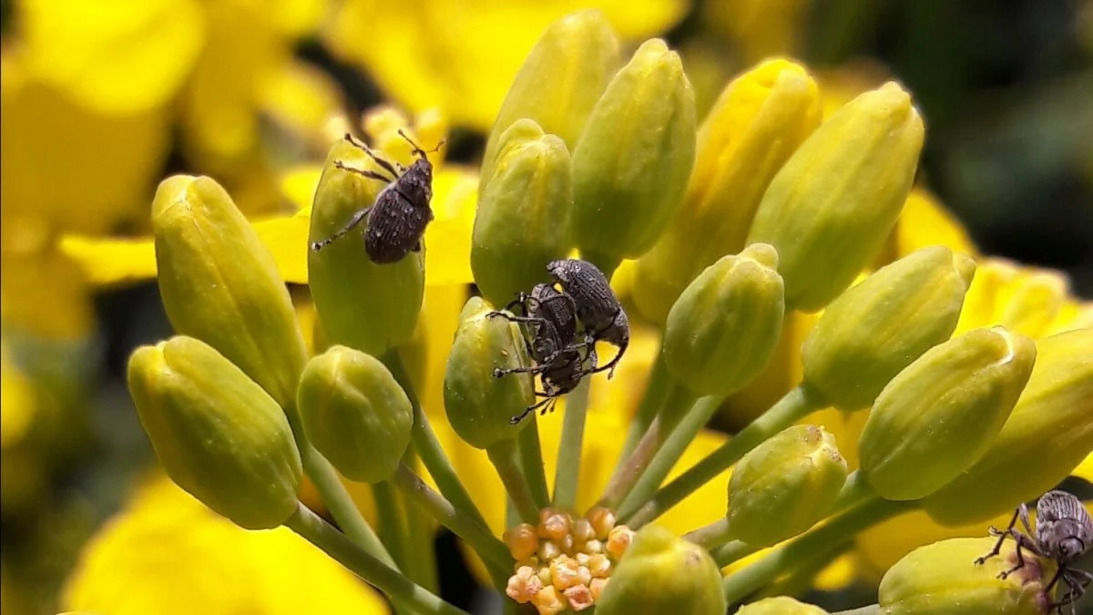 De første skulpesnudebiller i den blomstrende raps er set. Arkivfoto: Camilla Bønløkke
