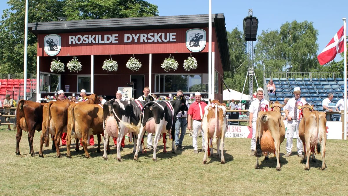Malkekvægudstillerne havde – som så mange andre – set frem til Roskilde Dyrskue, men for andet år i træk har corona-pandemien medført en aflysning af det store skue. Arkivfoto: Jesper Hallgren