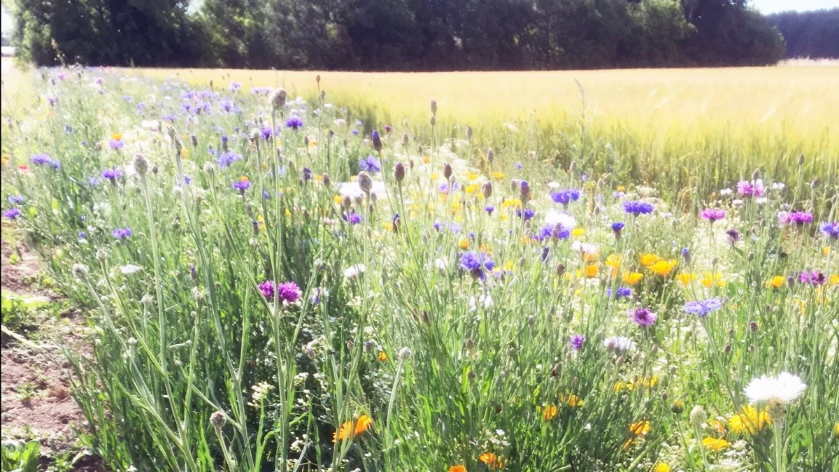 Den store aktivitet med såning af blomsterstriber i landbruget hjælper i høj grad bier, øvrige insekter og biodiversiteten. 