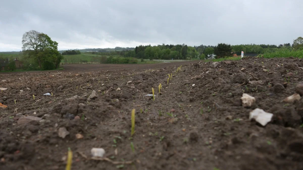 Her på en mark i det midtjyske randmorænelandskab er alle planterne spiret frem, men har ikke bevæget sig ud af stedet i lang tid. Plantetallet er derfor tilfredsstillende og marken venter kun på varme. En del næringsstofferne er formentlig nedvasket og derfor skal gødskningsstrategien overvejes. Foto: Bøje Østerlund.
