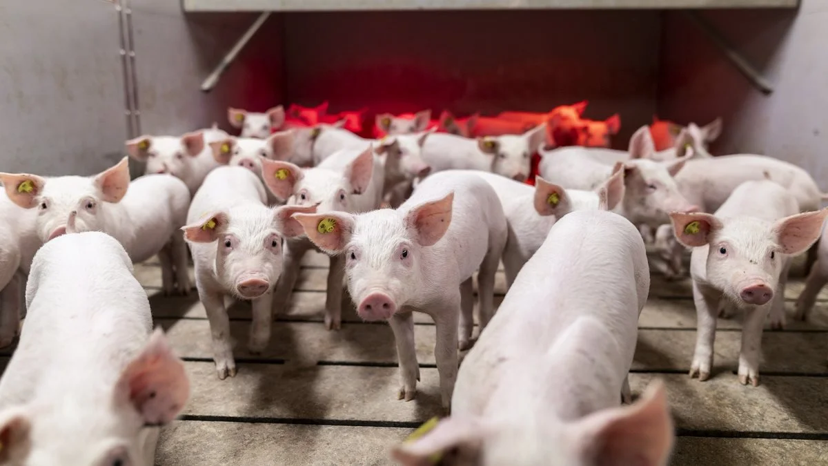 Danish Pig Genetics opdaterer deres avlsprogram med øget fokus på effektivitet og bæredygtighed. Fotos: Danish Pig Genetics