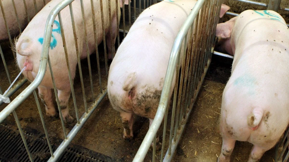 Brugere af DanBred-genetik har mulighed for at få en bonuskonto med bonuspoint. For at få del i bonuspoint kræver det, at man giver sit samtykke, og endelig deadline for at afgive samtykke er den 25. juni 2021. Arkivfoto