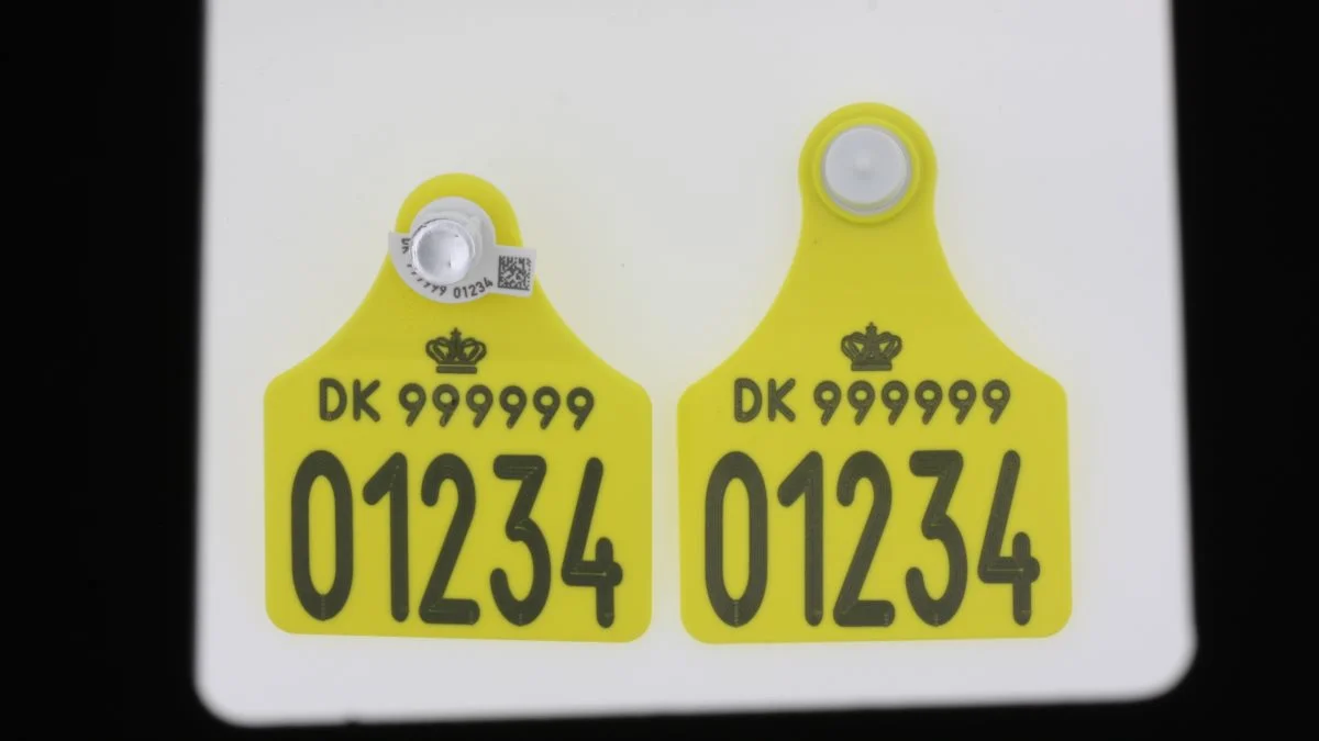 Når landmanden sætter øremærket i, tages samtidig en vævsprøve.