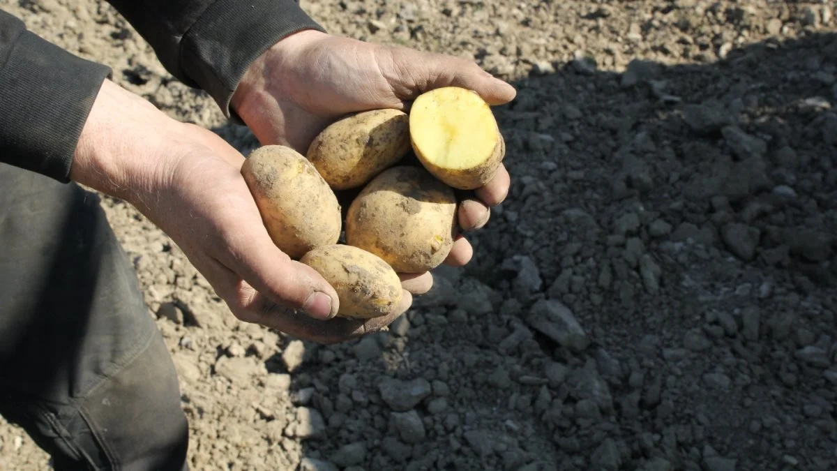 På grund af de særlige omstændigheder ved Covid-19-pandemien har man hos ledelsen i Flensted Food Group alligevel anset det lave resultat som tilfredsstillende. Arkivfoto