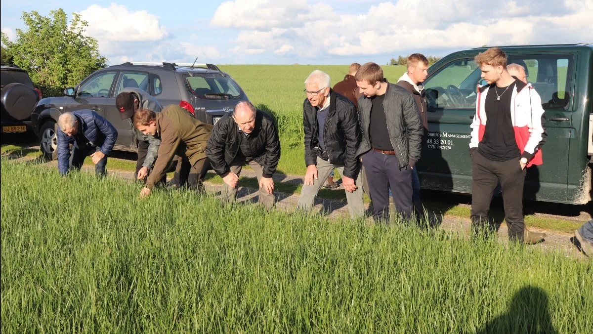 Frøgræsmarken med strandsvingel blev studeret grundigt, da den ved nærmere eftersyn viste sig at gemme en masse væselhale i bunden. Fotos: Jørgen P. Jensen