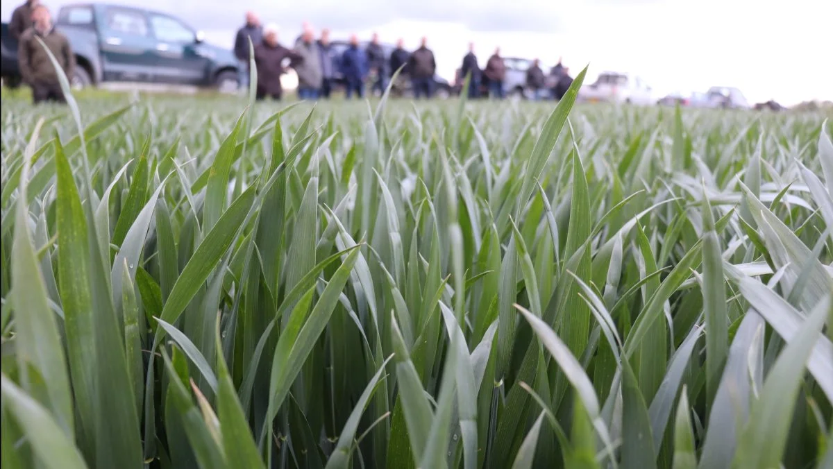 Sorten er KWS Extase, der er sund og uden tegn på septoria trods ugers regnbyger. 