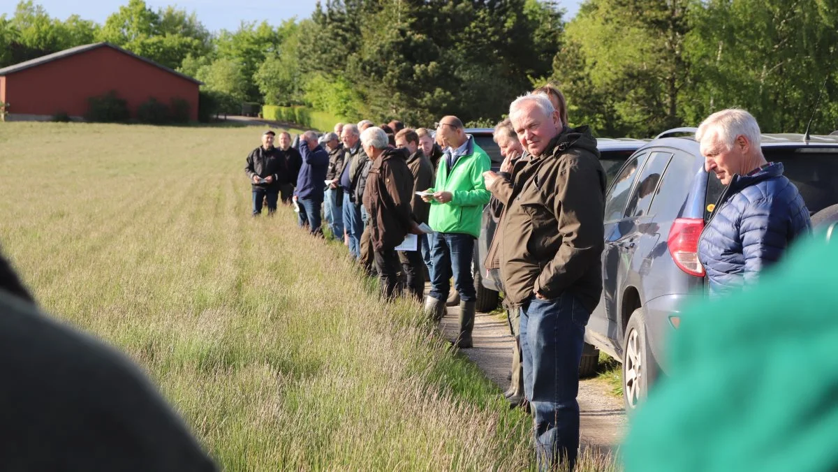 Vækstbetingelserne har på næsten alle måder været optimale og skadevolderne meget få, kunne deltagerne ved markturen på Boderupgaard på Falster konstatere. Foto: Jørgen Jensen