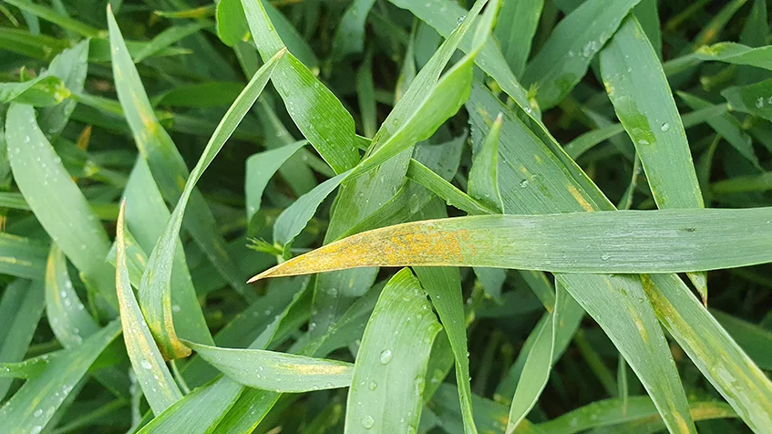 Gulrust i Cappricia-triticale i registreringsnettet ved Karise fotograferet 25. maj af Martin Clausen, Østdansk Landboforening.