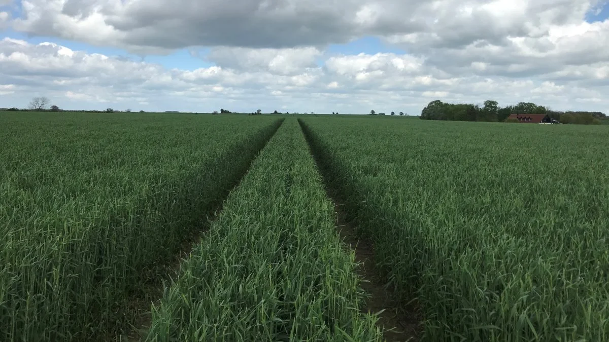 Hybridrugen til fremavl står fantastisk. På Broksø Gods dyrker de 38 hektar af sorten Astranos og leverer til Danish Agro. Fotos: Henriette Lemvig