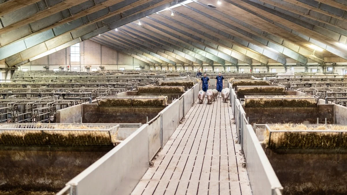 Danish Pig Genetics forventer, at 2020-overskuddet skal gå til at investere yderligere i virksomhedens genetiske strategi og kompetencer. 


