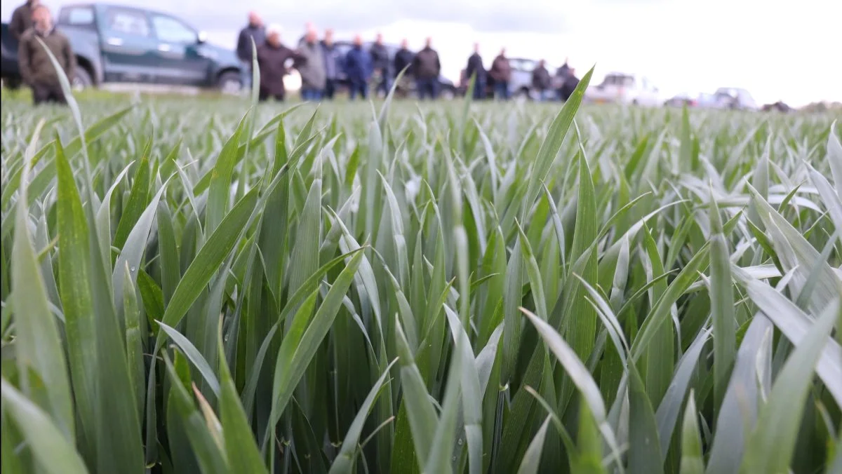 Sorten KWS Extase er sund og uden tegn på septoria - trods ugers regnbyger. Foto: Jørgen P. Jensen