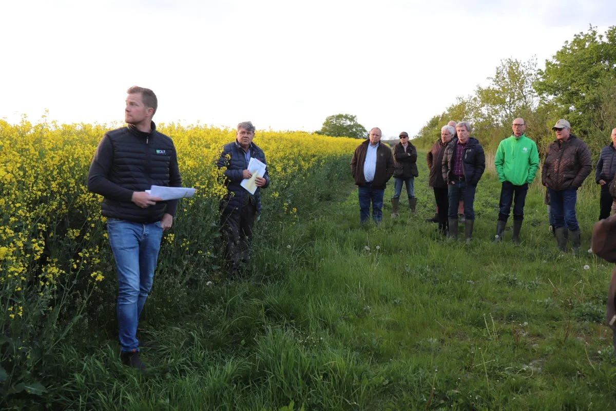 Deltagerne på markturen kunne konstatere, at vinterrapsen på Boderupgaard står høj og kraftig - stort set uden angreb af hverken skadedyr eller svampe. Foto: Jørgen P. Jensen