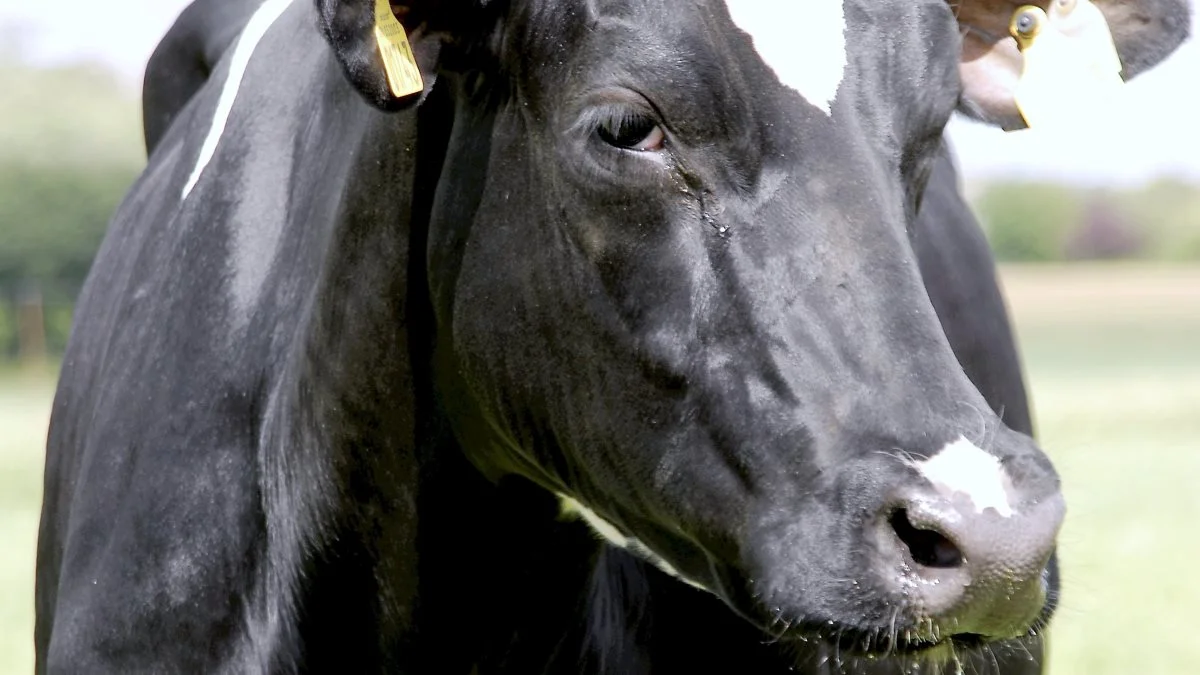 I byen San Luis i Filipinerne kan beboerne vinde en ko i et lotteri, hvis de lader sig vaccinere mod coronavirus. Historien melder dog ikke noget om, hvorvidt det er en dansk holstein, man kan vinde. 
