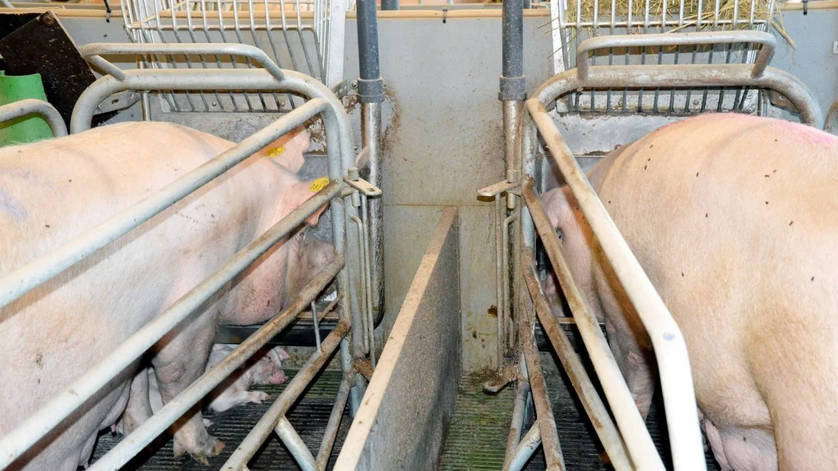 Ifølge Jens Peter Hansen ligger et huldtab hos søer normalt på 8-15 kg i diegivningsperioden, men kan i situationer med stærk varmestress komme helt op på 25-30 kg.