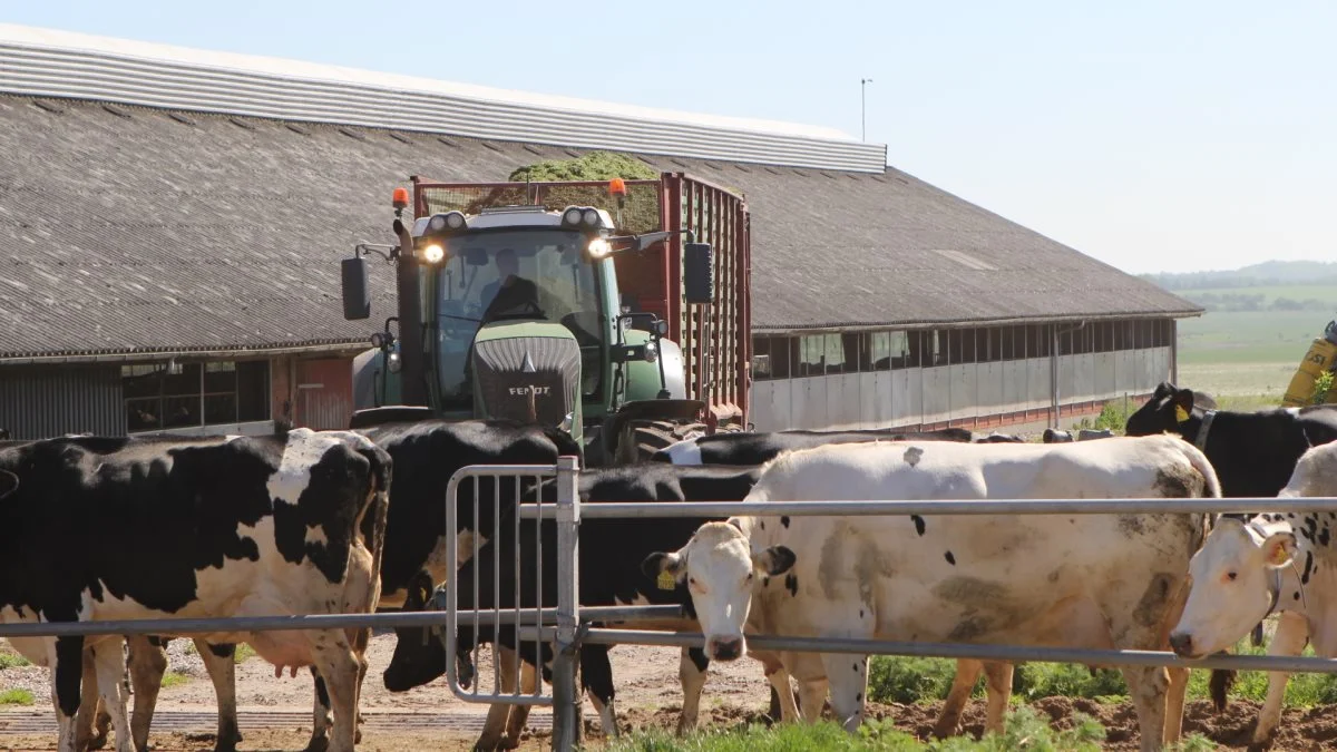 Med en udvidelse fra 500 til 680 køer, er det endnu mere vigtigt, at grovfoderproduktion lykkes hos Rasmus Nielsen.