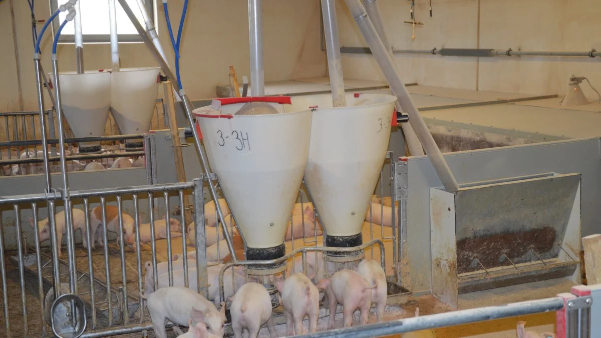 I nyhedsbrevet SvineNyt gør svinerådgiver Jonas From Katholm fra SvineRådgivningen det klart, at forberedelserne til årets største handel altså starter allerede nu. Foto: Camilla Bønløkke