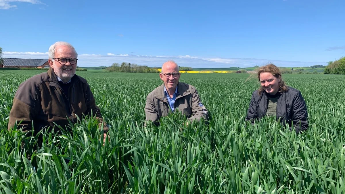 Hvedemarken med Pondus gjorde sig rigtig godt, da Esben Stadel Toft (i midten) den 27.maj havde besøg af Karl Kudsk fra Mollerup Mølle og Vibeke Fabricius fra Nordic Seed. Fotos: Nordic Seed