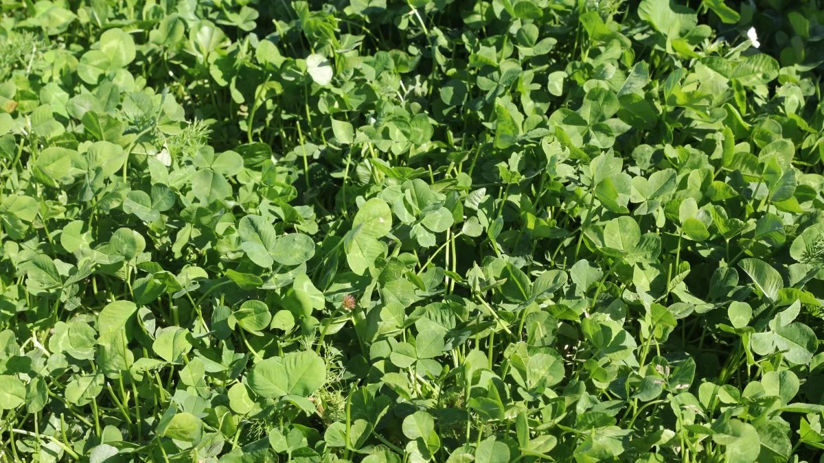 Kløvermarken står rigtigt flot og forventes snart at blomstre. Sidste år havde Jørgen Schiøttz-Christensen angreb af kløversnudebillen i sin kløvermark, og oplevede, at den ødelagde hele 70 procent af marken. Han satser på mere held i år, da han som økologisk planteavler ingen direkte kur har mod insektangreb.

