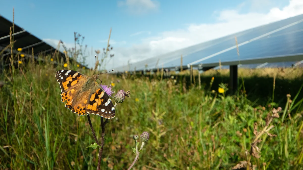 En rapport viser, at solcelleparker understøtter den langsigtede udvikling af biodiversitet. 