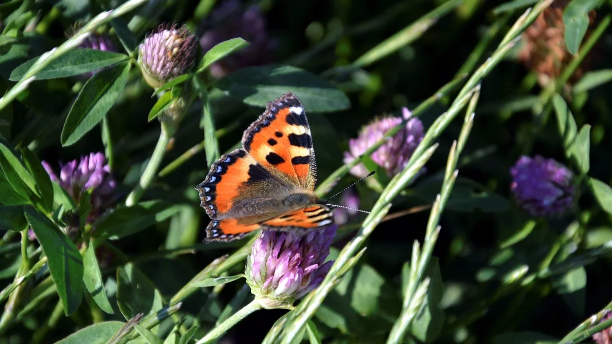 L&F Centrovice sætter blandt andet fokus på NaturTjekket, når der er markvandring hos Svend D. Møller i Svenstrup ved Middelfart. Arkivfoto: Camilla Bønløkke
