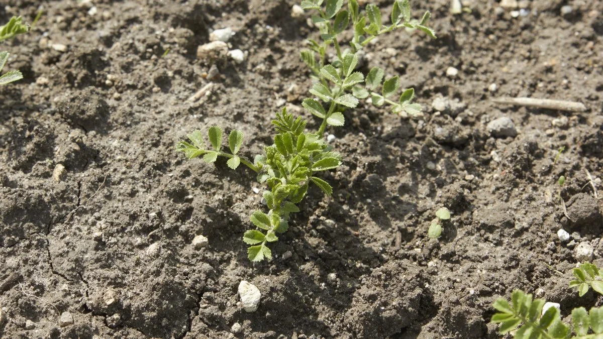 Kikærter går direkte ind i årets tema om bæredygtighed, når Agri Farm Day viser proteinafgrøderne frem.