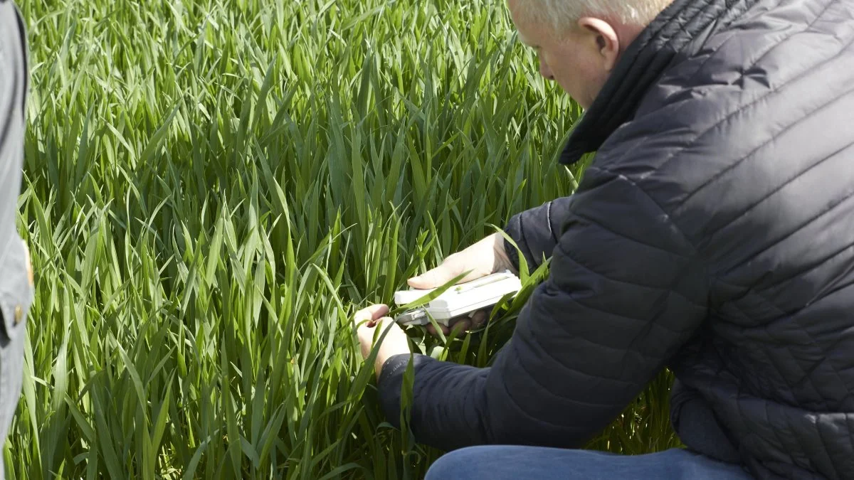 N-testeren og chefkonsulent Flemming Floor, Agri Nord, tjekker hvordan det står til i forsøgsparcellerne.
