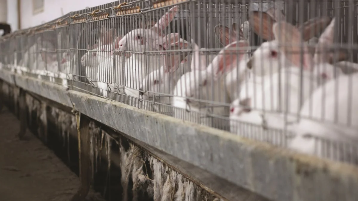 Foto: World Animal Protection Danmark