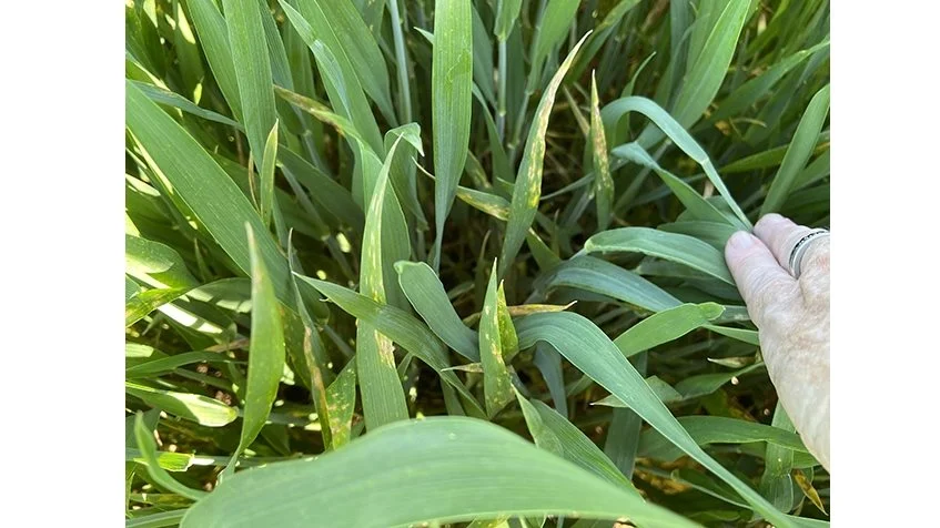 Septoria på andet øverste blad i ubehandlet Torp (modtagelighedsgruppe 3) ved Flakkebjerg fotograferet 31. maj i år af Lise Nistrup Jørgensen.