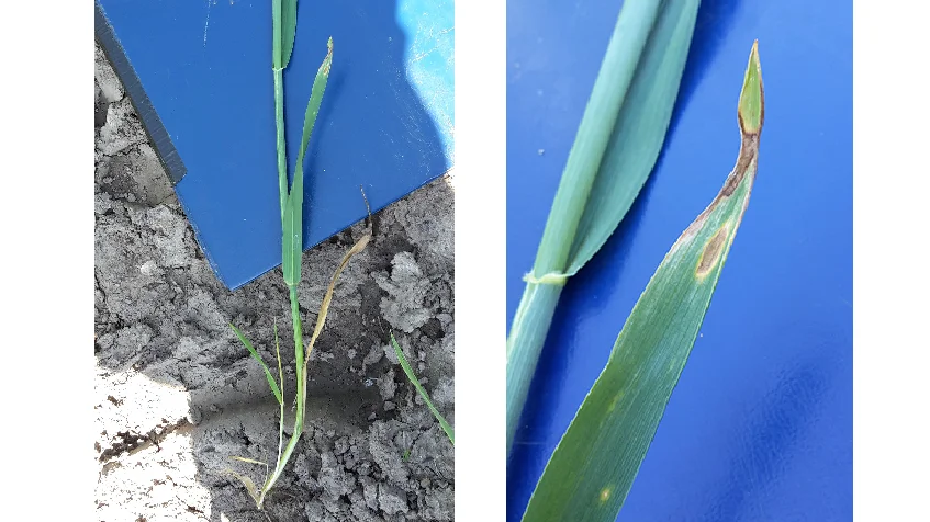 Septoria på tredje øverste blad i ubehandlet KWS Extase (modtagelighedsgruppe 1) i registreringsnettet ved Ringsted fotograferet 31. maj i år af Irene Skovby Rasmussen, VKST.