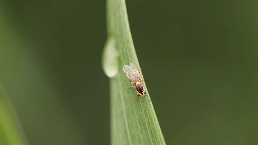 Bygfluer flyver nu, så vær opmærksom på at få behandlet forårssået vårhvede. Foto: Ghita Cordsen Nielsen, Seges