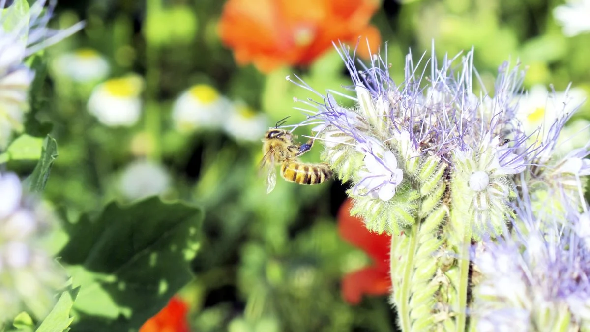 Med initiativet »Bøndernes Blomstrende Ideer« er Velas og Syngenta derfor gået sammen om at fremhæve og hylde danske landmænd, der gør noget godt for at hjælpe biodiversiteten på deres bedrifter. Arkivfoto: Camilla Bønløkke