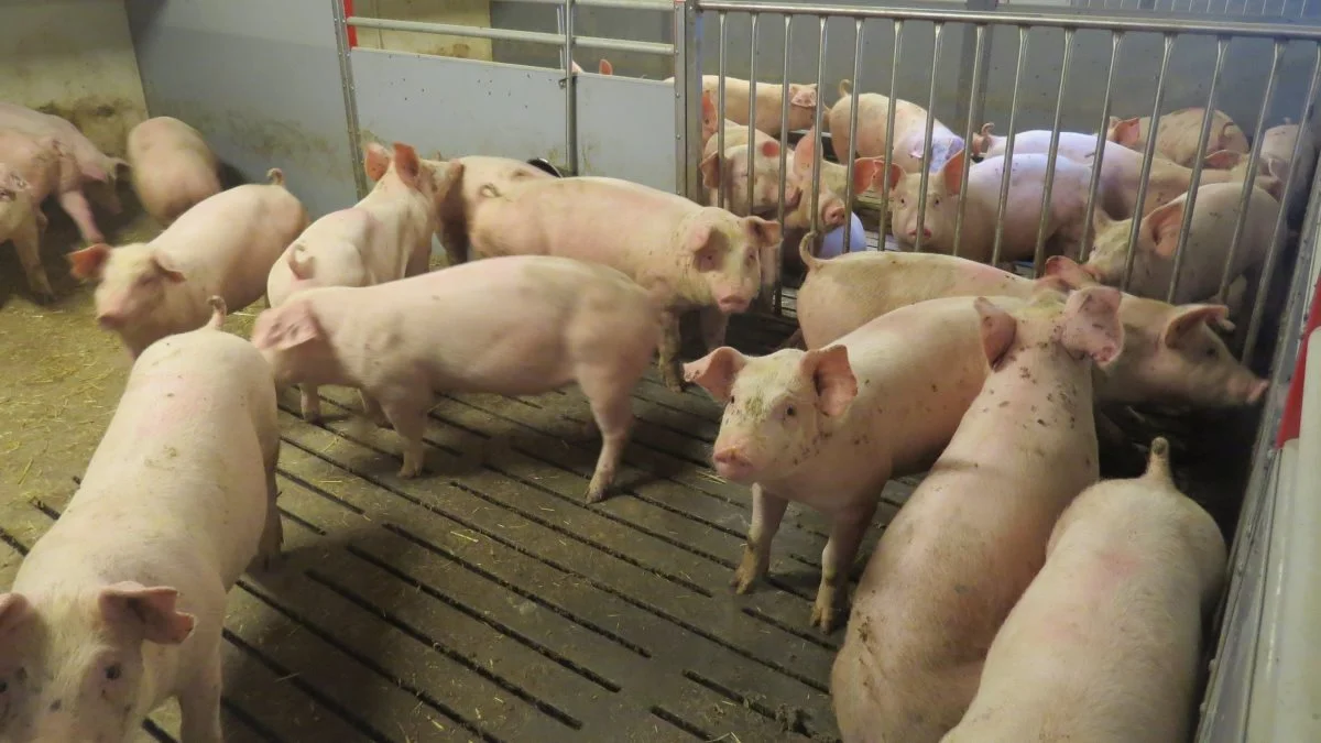 Afprøvningen hos Den Rullende Afprøvning viste, at fodring af smågrise med groft formalet, ekspanderet foder kostede 12 procent på produktionsværdien. Dette efterslæb blev imidlertid indhentet i slagtesvineperioden ved at skifte over på pelleteret foder fra 31 kg. Foto: Erik Kjærgaard Christensen 

