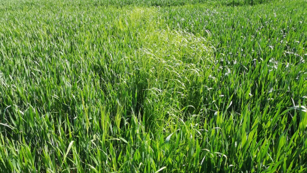 Bekæmpelsen af væselhale er lykkedes fint. Men så er det lige smuttet med at nå helt sammen med sprøjtebommen. Det kan være starten til et græsukrudtsproblem i marken. Foto: Agrovi