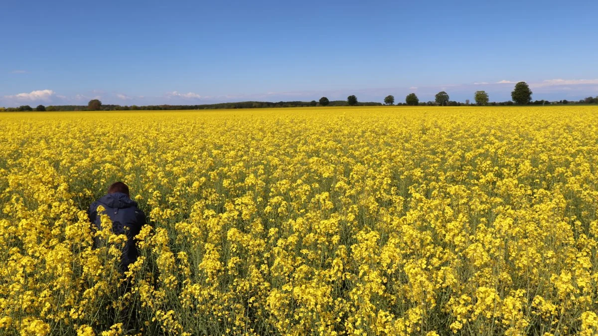 Vinterrapsen er usædvanlig høj og kraftig - og fortsat i fuld blomst.