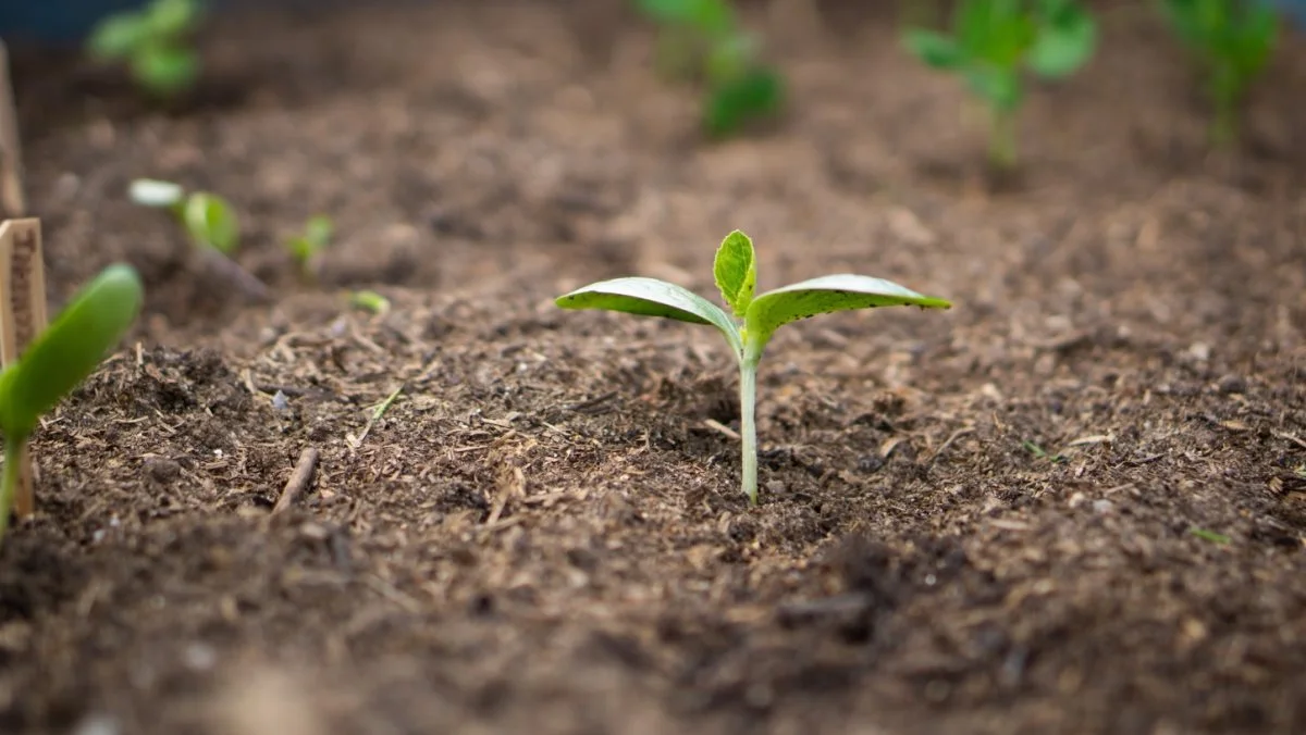 I Klimahaven SDU dyrkes der planter efter permakulturelle principper.