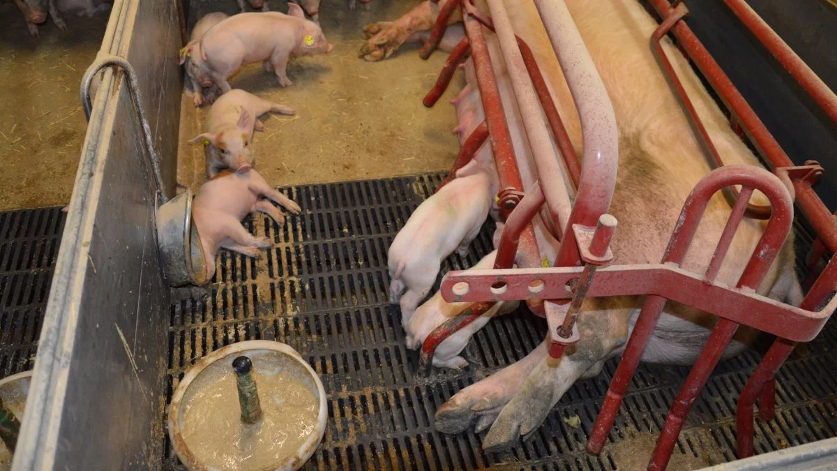 Fra grisene er 7-10 dage gamle i farestalden tildeles der tørt foder på gulvet, og få dage senere får de desuden tilbudt foderet som opblødt foder i små krybber. Foto: Camilla Bønløkke