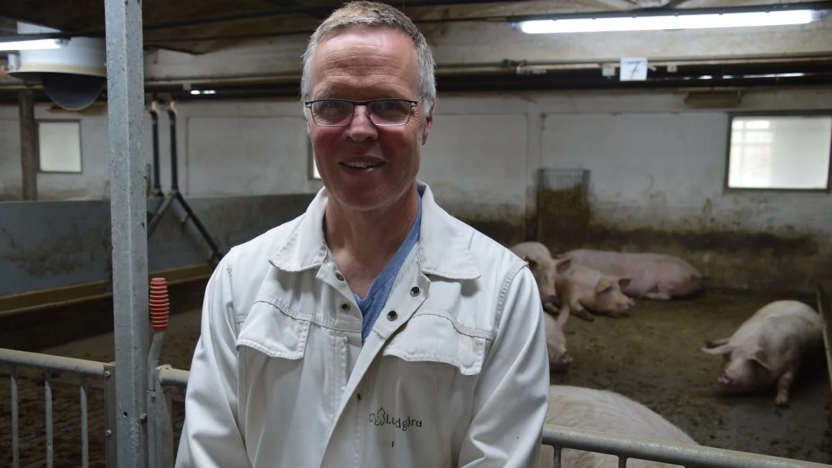 Ifølge besætningsdyrlæge Kjetil Johansen fra LVK er der sket et flot løft af resultaterne på Lundgård i Overlade ved Løgstør som følge af de managementmæssige tiltag og nye systemer. Foto: Camilla Bøløkke
