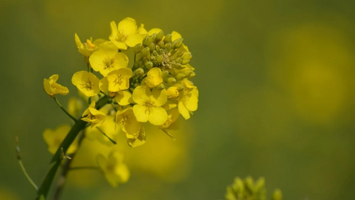 Det er den velkendte gule afgrøde, som forskerholdet fra KU håber på at kunne bidrage stort til fremtidens fødevareproduktion. Foto: Pixabay